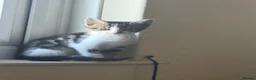 Mixed Breed cats for sale: 2 kittens for sale in Watchet  in Watchet - Advert 5