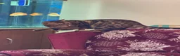 Bengal cats for sale: Ticca registered active male  - Advert 5