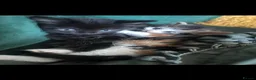 Norwegian Forest Cat cats for sale: Mixed breed/Norwegian Forest Cat  - Advert 5