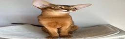 Abyssinian cats for sale: Adorable Abyssinian kittens - Advert 8