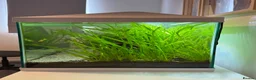 Plecos fish for sale: Aquarium / Fish Tank for sale  in East Grinstead - Advert 5