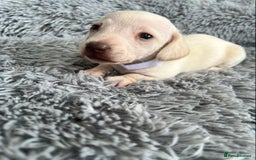 Miniature Dachshund dogs for sale: Quality Miniature Dachshund - Smooth Creams - Image 13