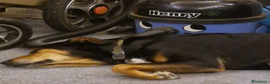 Mixed Breed Puppy 1