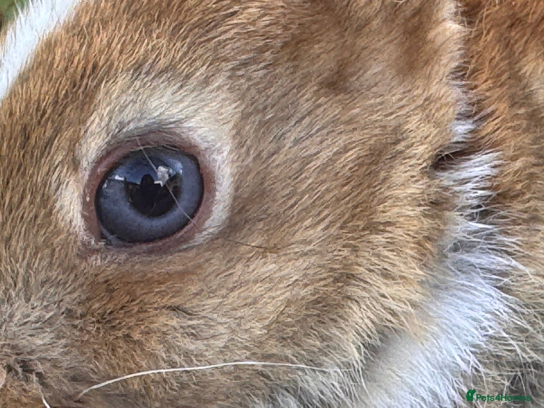 Mini Lop rabbits for sale: PUREBRED MINI LOP & MINI REX BABIES - Image 7