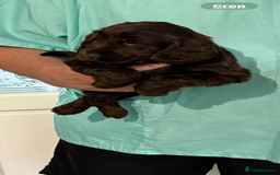 Cocker Spaniel dogs for sale:  Show Cocker spaniel puppies - Image 9