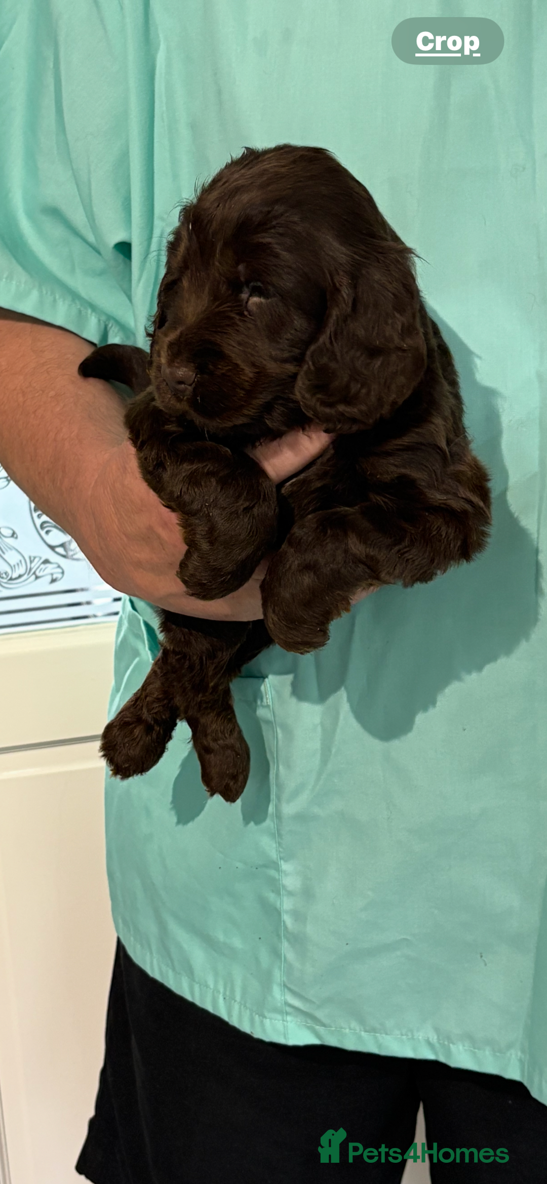 Cocker Spaniel dogs for sale:  Show Cocker spaniel puppies - Image 9