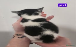 British Shorthair cats for sale: Beautiful black and white kittens - Image 9