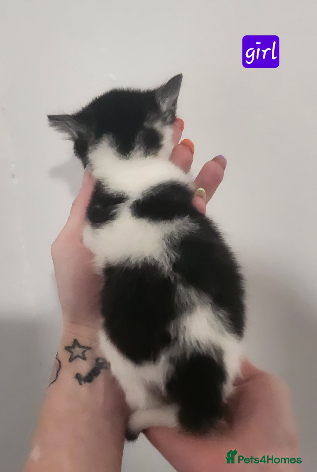 British Shorthair cats for sale: Beautiful black and white kittens - Image 9