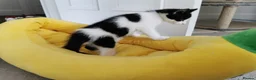 European cats for sale: A male kitten looking for loving home  - Advert 6