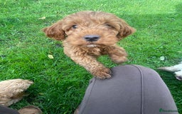 Cockapoo dogs for sale: Red Cockapoo puppies for sale - Image 8