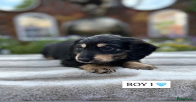 Miniature Dachshund dogs - Advert 16
