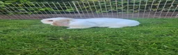 Mini Lop rabbits for sale: Gorgeous honey & white mini lop female - Advert 3