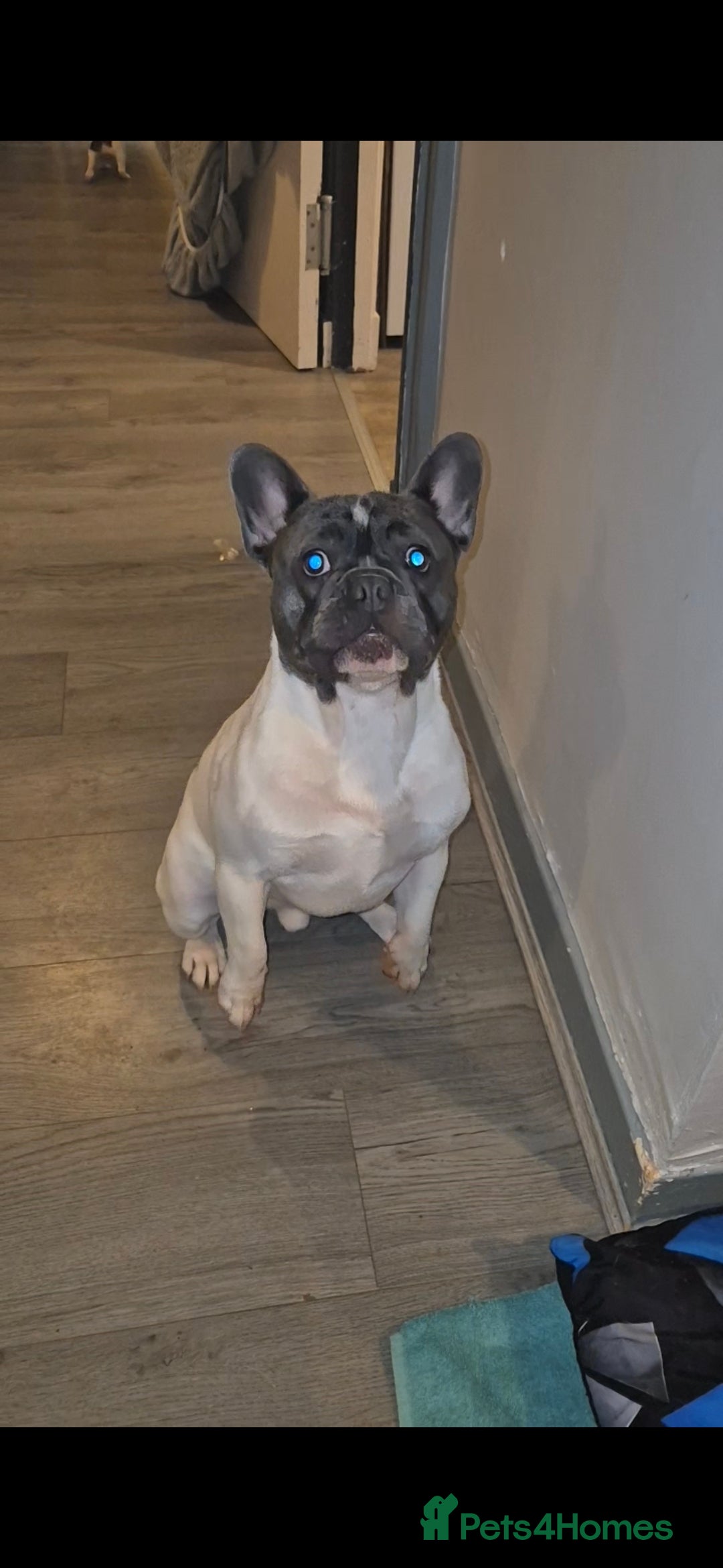 French Bulldog dogs for stud: Platinum pied French bulldog for stud - Advert 1