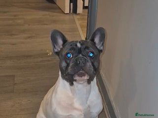 French Bulldog dogs Platinum pied French bulldog for stud - Advert 1