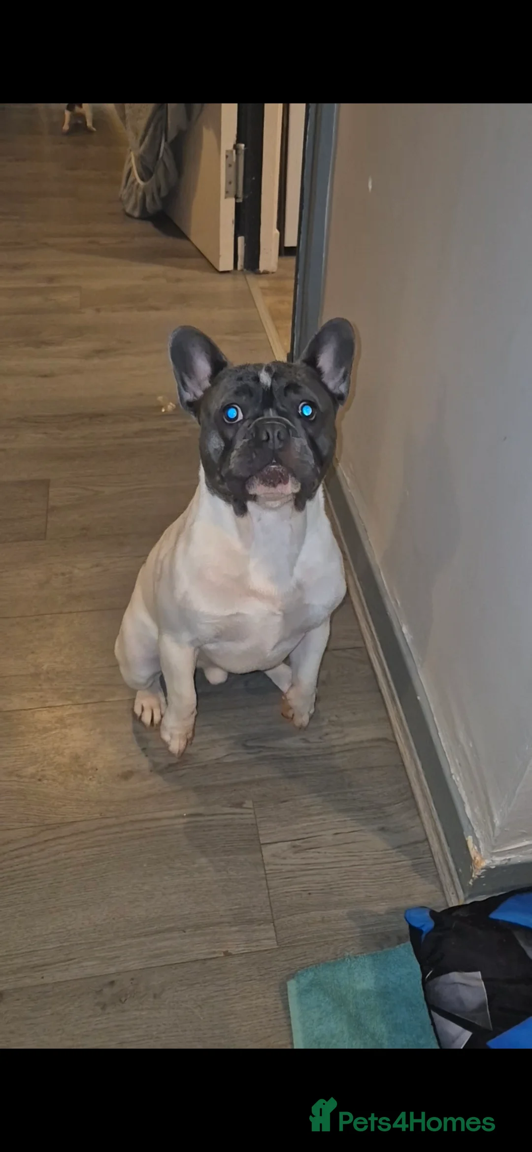 French Bulldog dogs for stud: Platinum pied French bulldog for stud - Advert 1