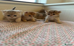 British Shorthair cats for sale: British Shorthair Golden & Bluegolden kitten GCCF - Image 16