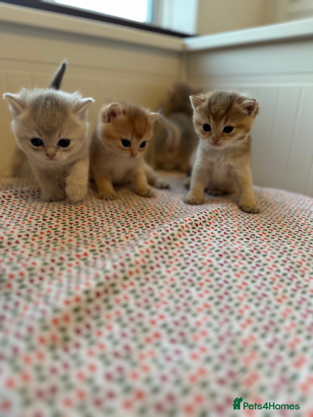 British Shorthair cats for sale: British Shorthair Golden & Bluegolden kitten GCCF - Image 16