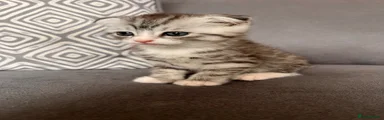 Kitten 2