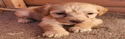 Cockapoo dogs for sale: Cockerapoo puppies F1  - Advert 34