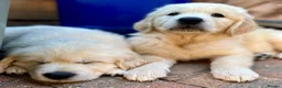 Golden Retriever dogs for stud: FANTASY FLY APRIL JOKE AT TRIARDER  in Doncaster - Advert 12