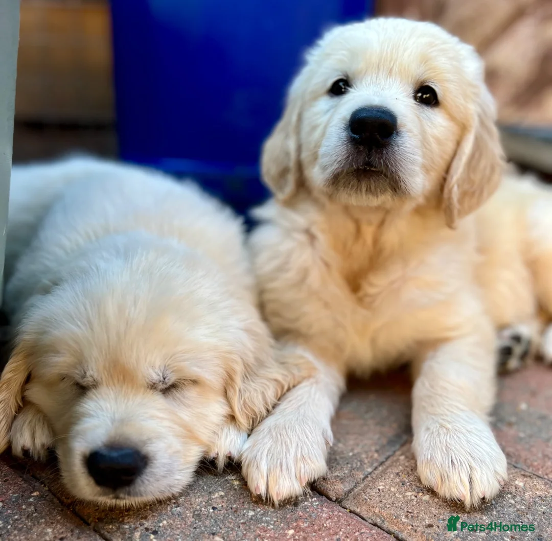 Golden Retriever dogs for stud: FANTASY FLY APRIL JOKE AT TRIARDER  in Doncaster - Advert 12