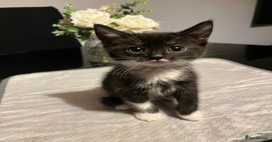 Domestic Shorthair cats Beautiful Black & White Kittens - Advert 1