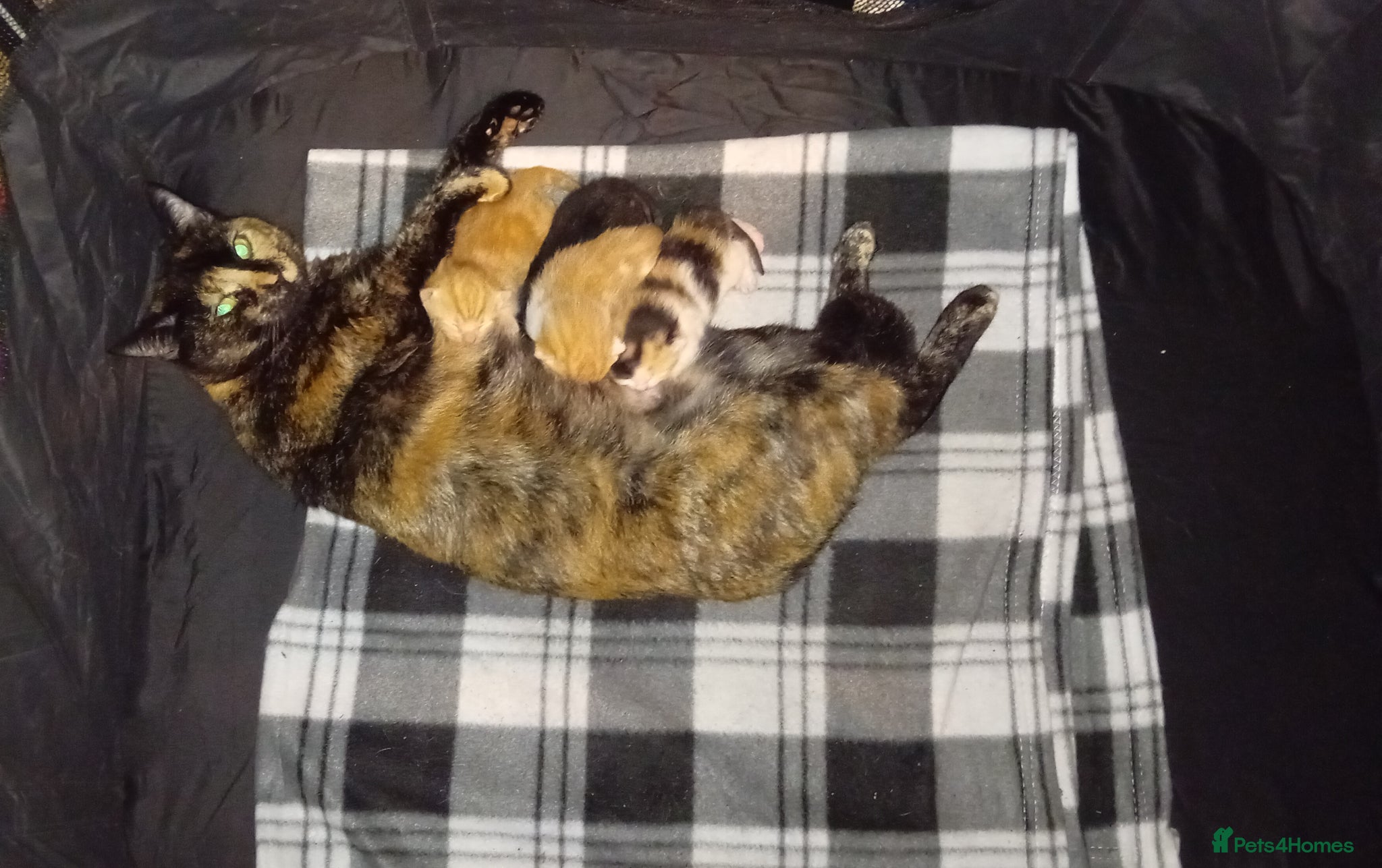 Mixed Breed cats Fluffy kittens ready 10th May  - Advert 13