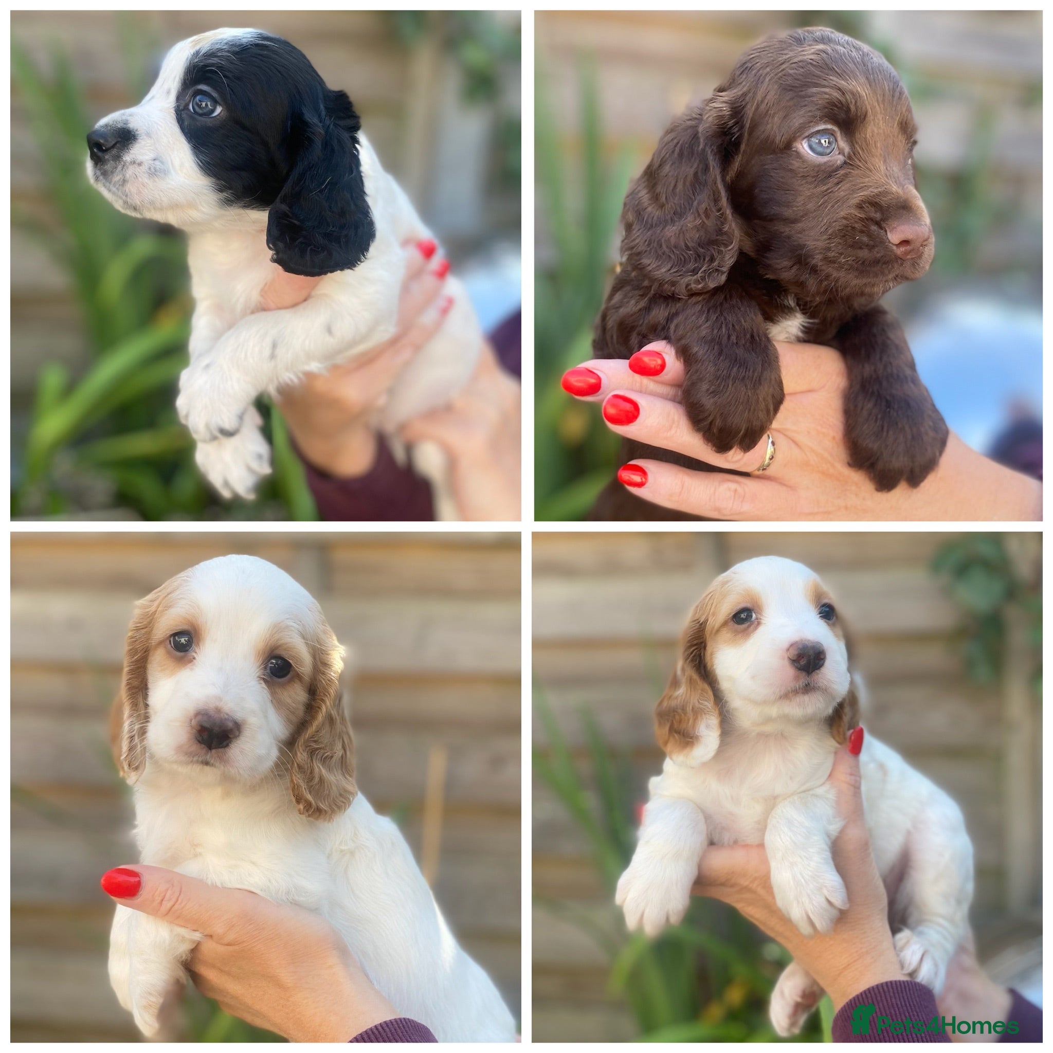 Cocker Spaniel dogs Beautiful KC Reg Working Cocker Spaniels Puppies - Advert 1