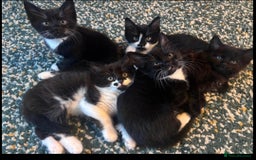 Mixed Breed cats for sale: Kittens for sale. Tuxedo, black and fluffy - Image 5