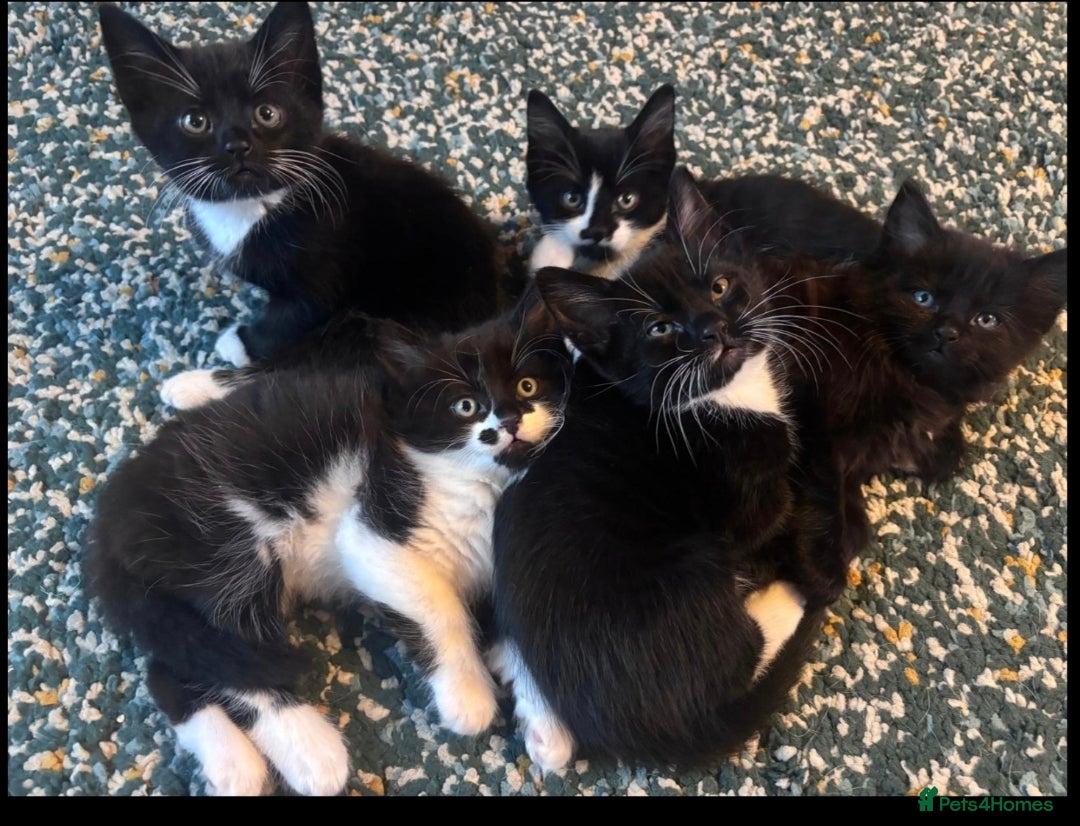 Mixed Breed cats for sale: Kittens for sale. Tuxedo, black and fluffy - Image 5