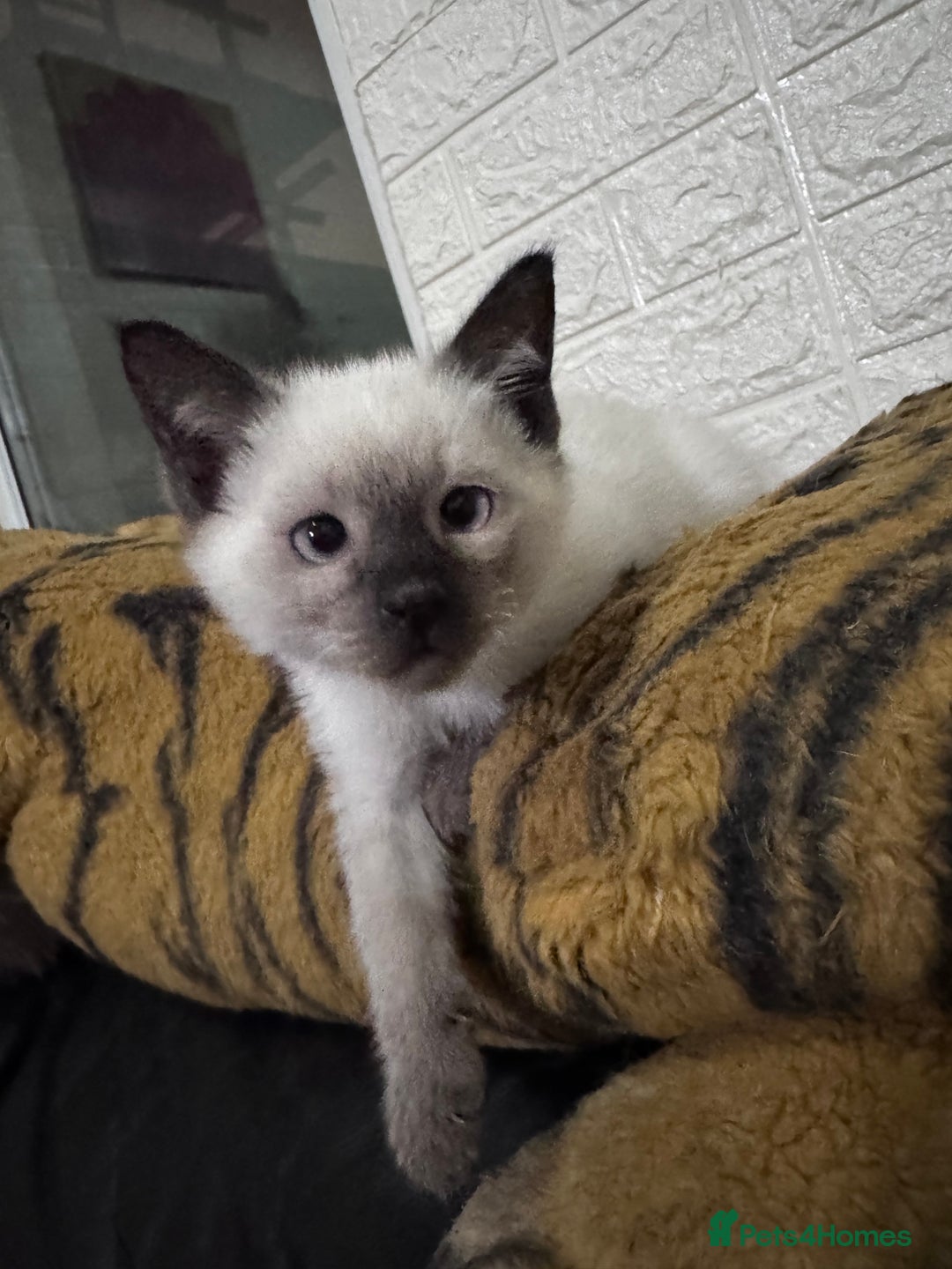 Siamese cats for sale: Siamese  - Advert 6