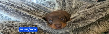 Dachshund 3