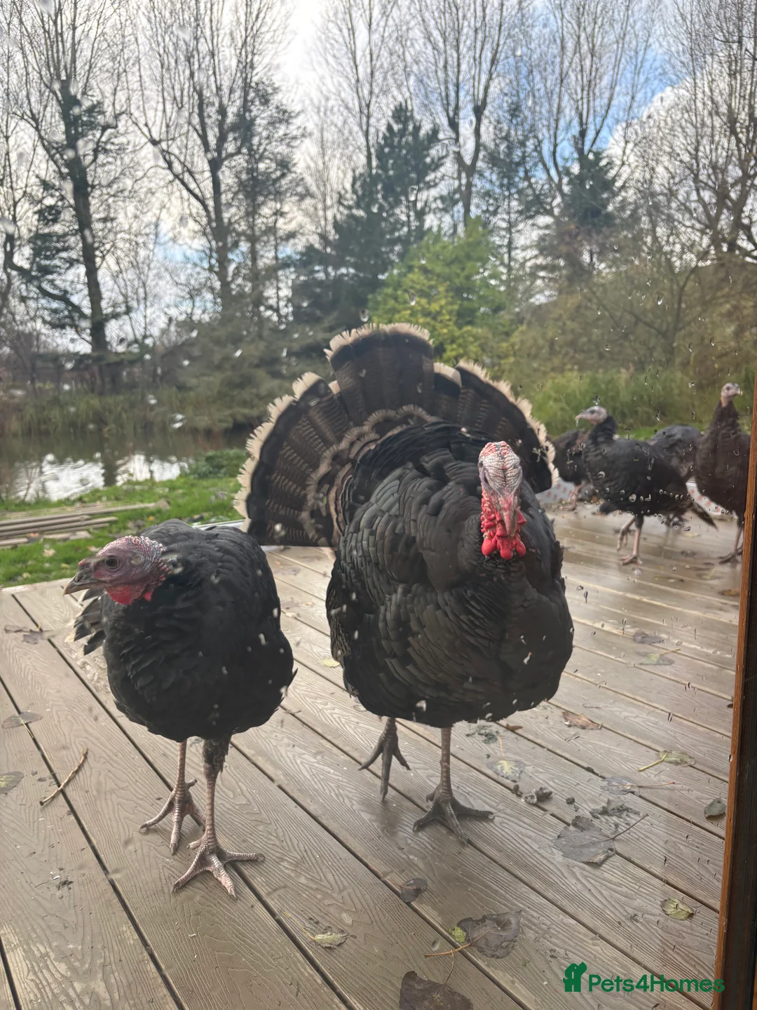 Turkeys poultry for sale: Norfolk Bronze Turkey Breeding Trio 2025 - Advert 1