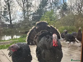 Turkeys poultry Norfolk Bronze Turkey Breeding Trio 2025 - Advert 12