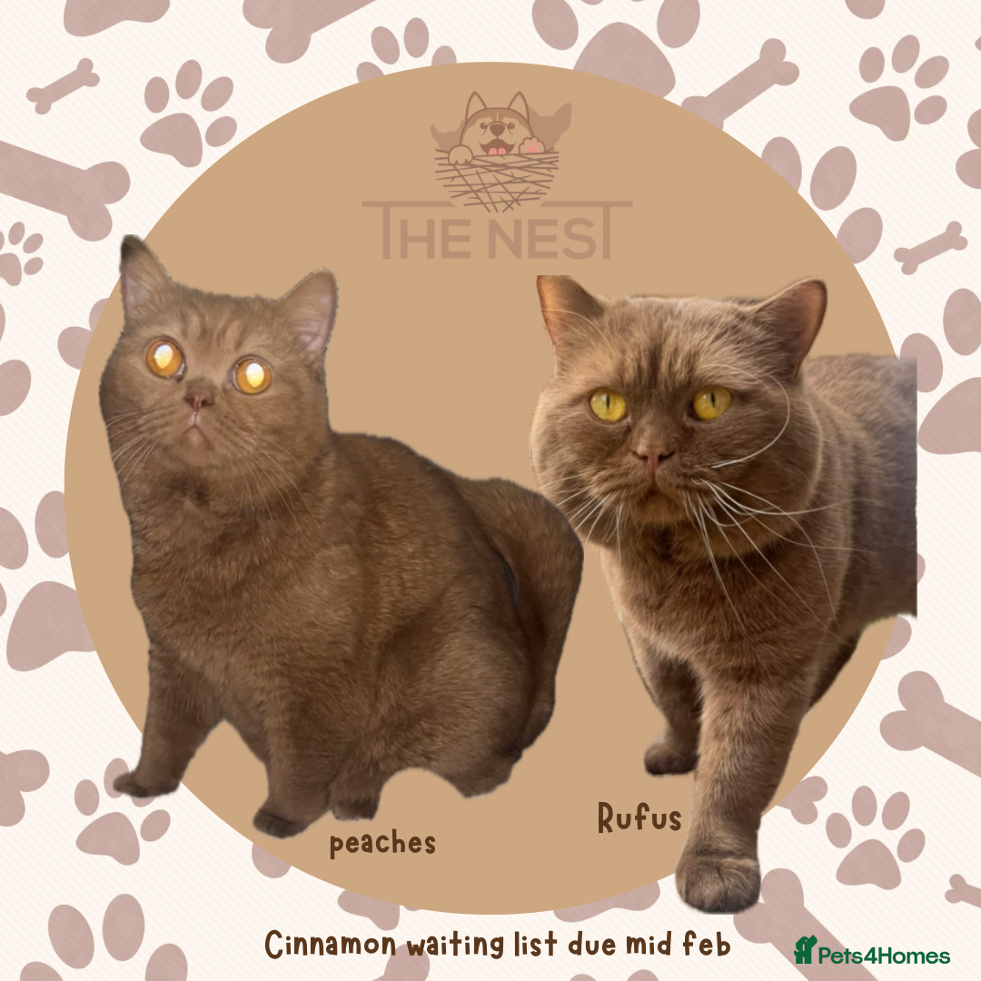 British Shorthair cats waiting list due feb 🥇  - Advert 3