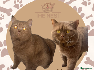 British Shorthair cats waiting list due feb 🥇 - Advert 17