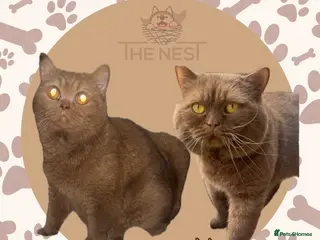 British Shorthair cats 🤎Choc, Cinnamon, Lilac & Fawn waiting list 🤎 - Advert 7