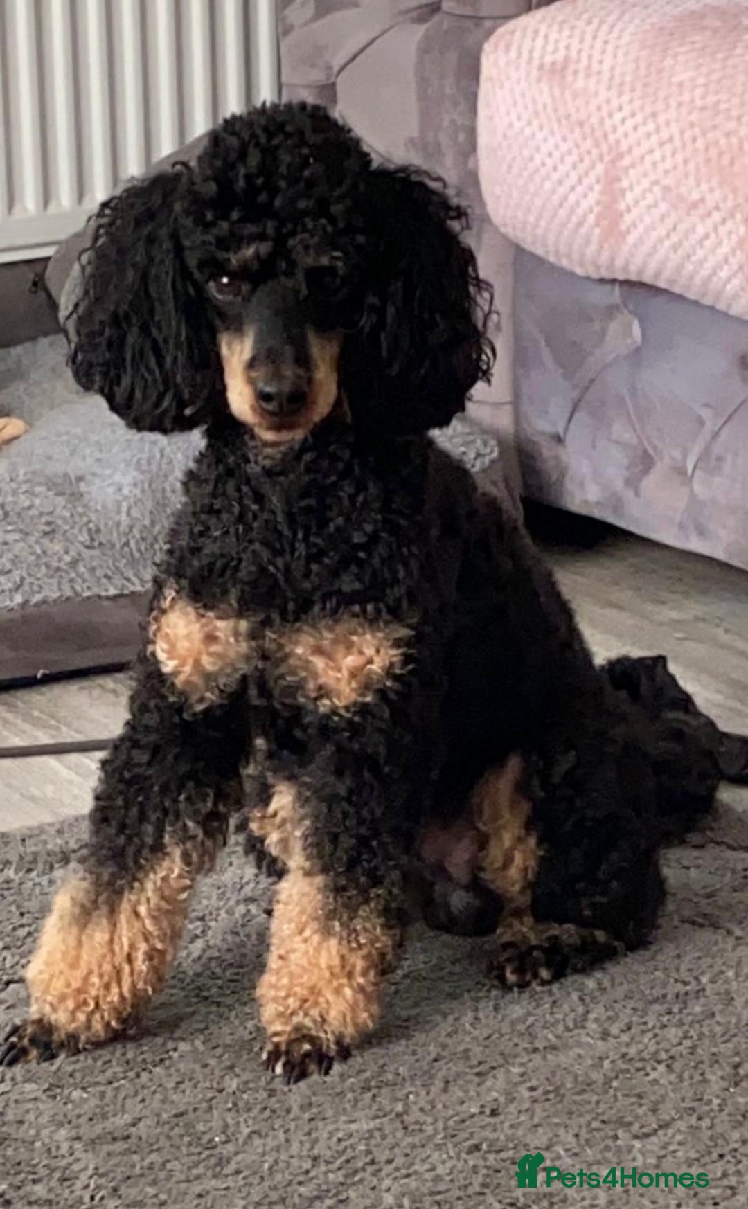 Cavapoo dogs for sale: Beautiful F1bb cavapoo puppies - Image 5