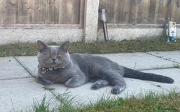 British Shorthair cats for stud: For stud - Advert 5