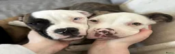 Mixed Breed dogs for sale: American bulldog x staffy  - Advert 6