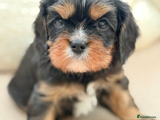 Cavalier King Charles Spaniel dogs Health Tested, beautiful KC Cavalier Puppies. - Advert 1