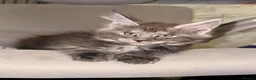 Maine Coon cats for sale: Stunning Maine Coon Kittens TICA Registered - Advert 35