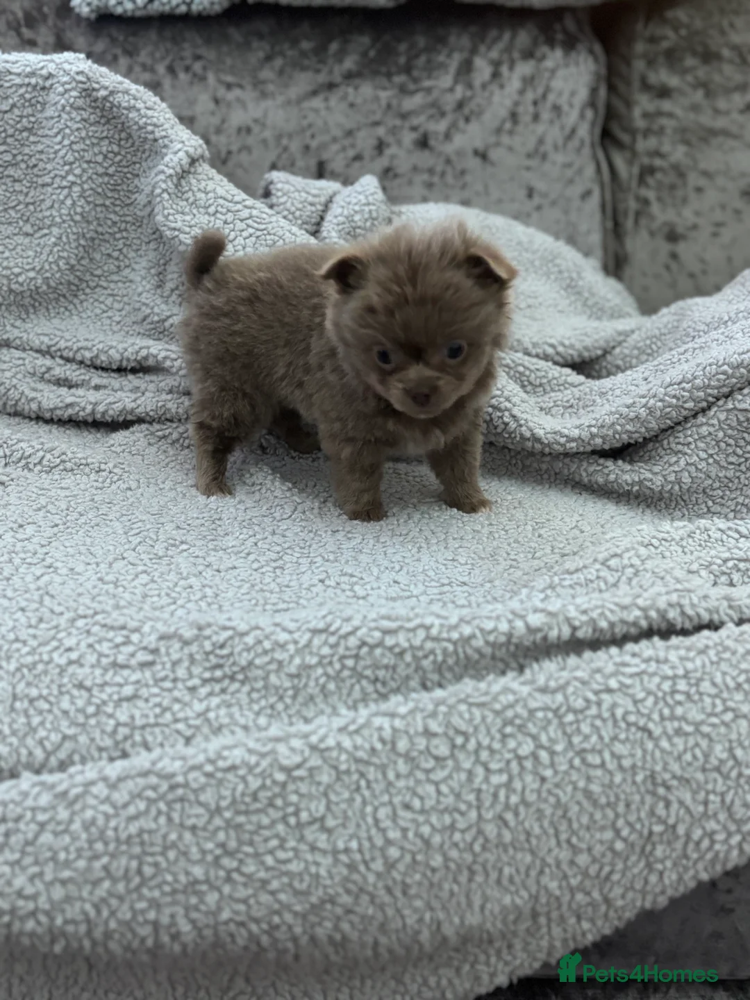 Chihuahua dogs for sale: Last boy KC REG chihuahua Champ/russian READY NOW - Advert 8