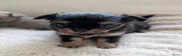 Chihuahua dogs for sale: 3 beautiful chihuahua puppies  - Advert 26