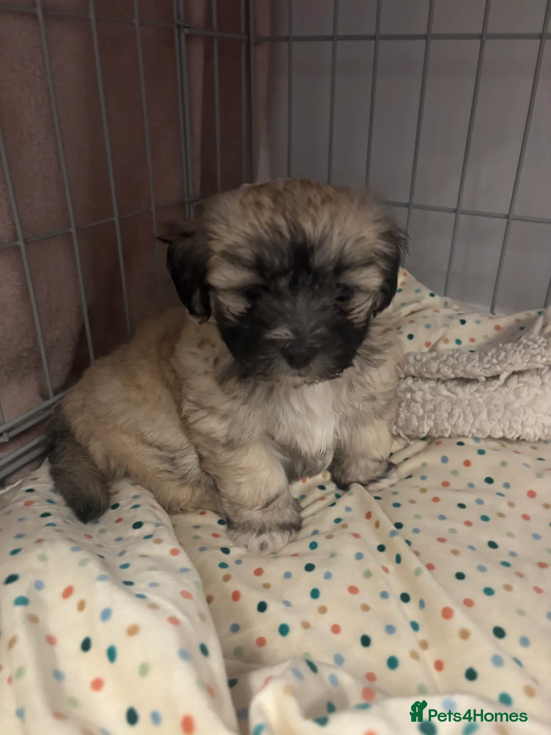 Maltipoo dogs for sale: Maltipoo - Advert 29