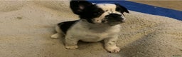 French Bulldog dogs for sale: French bulldogs puppy’s for sale - Advert 8