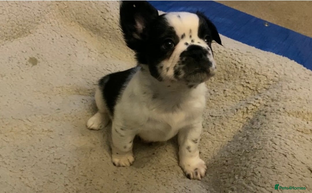 French Bulldog dogs for sale: French bulldogs puppy’s for sale - Advert 8