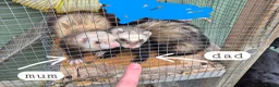 Ferret rodents for sale: Ferret kits looking for forever homes - Advert 9