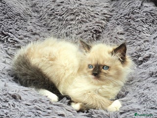 Ragdoll cats Gccf registered adult - Advert 2