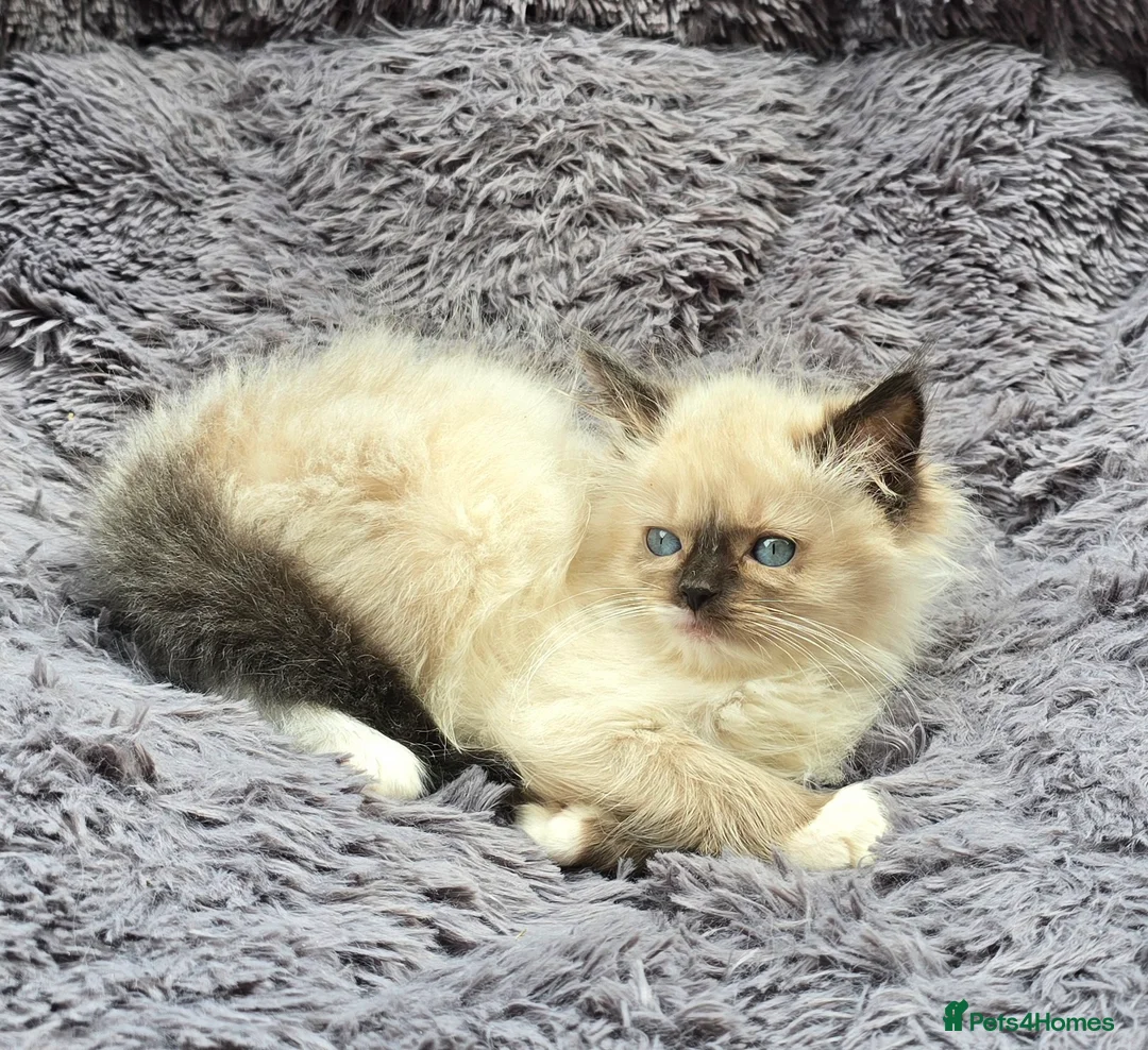 Ragdoll cats for sale: Gccf registered adult - Advert 1